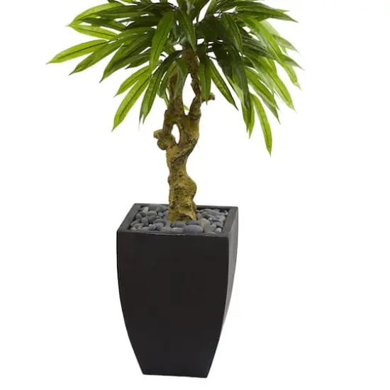 5.5ft. Potted Mango Tree in Decorative Black Planter {4}