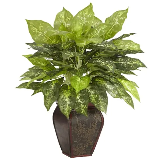 23" Dieffenbachia Tree In Decorative Vase {1}