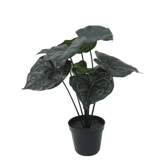 15.5" Potted Anthurium Clarinervium by Ashland&reg; {1}