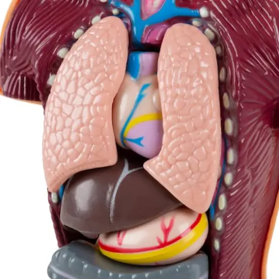 Toy Time Human Anatomy Model for Laboratory Learning {6}