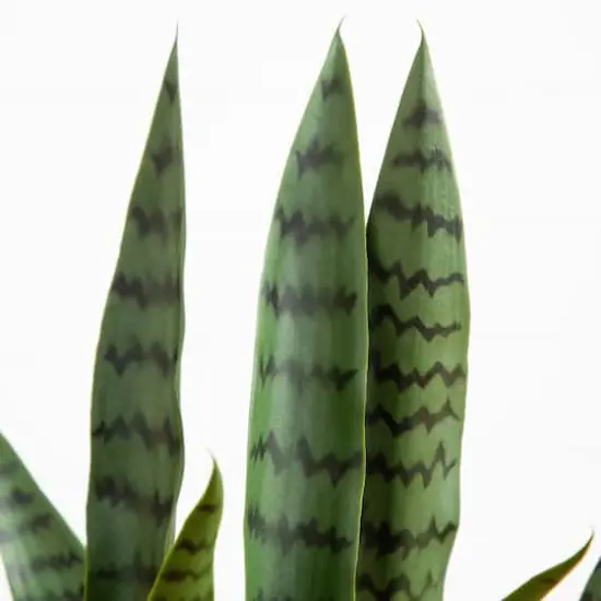 2ft. UV Resistant Artificial Snake Plant in White Decorative Planter {4}