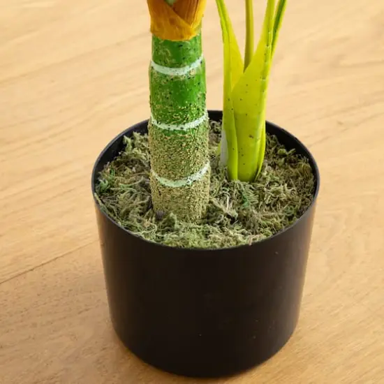 3ft. Potted Golden Cane Palm Tree {5}