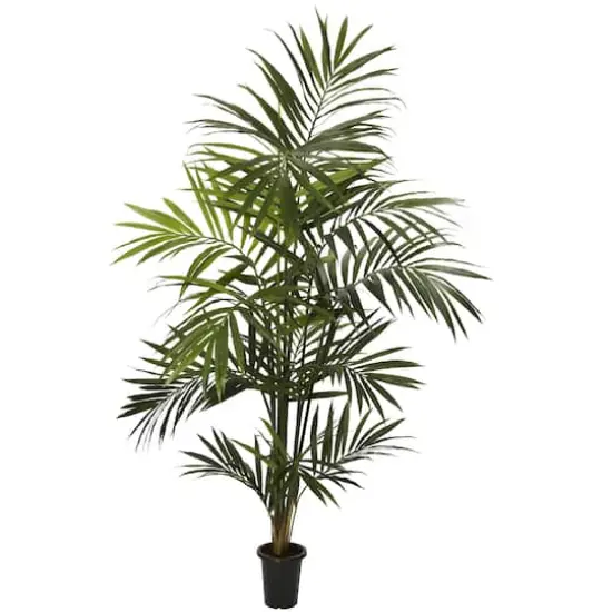 7ft. Potted Kentia Palm Tree {1}