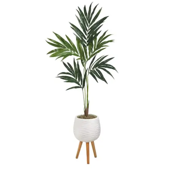 5ft. Kentia Palm Tree in White Planter with Stand {1}