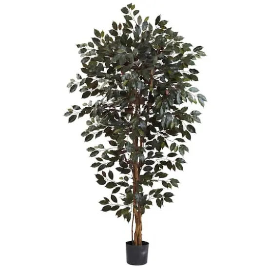 6ft. Potted Capensia Ficus Tree {1}