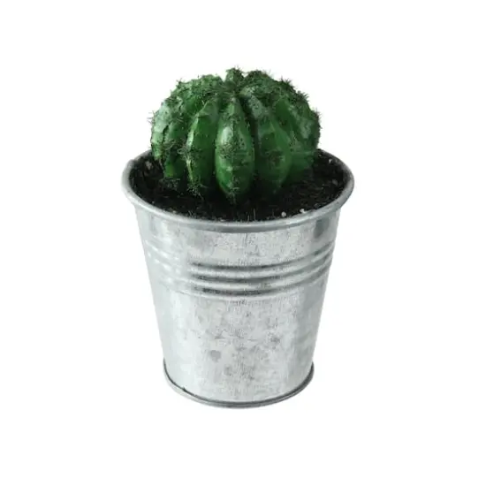 3.5" Green Mini Cactus in Tin Pot {1}