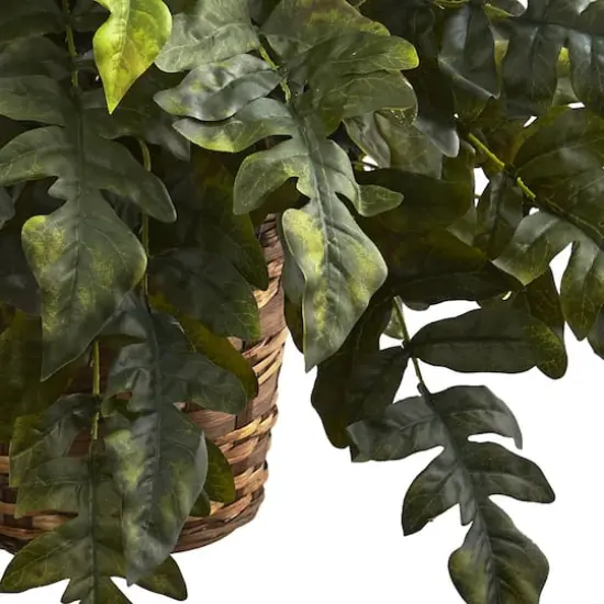 2ft. Holly Fern Hanging Basket {4}