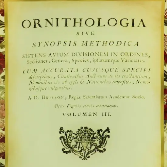 6" x 9" Ornithologia Decorative Plate by Ashland&reg; {3}