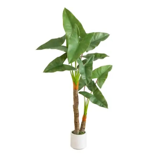 5.5ft. Arrowhead Philodendron in White Decorative Planter {1}