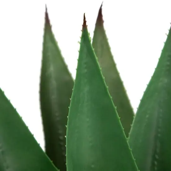 2ft. Potted Green Agave Americana Artificial Succulent Plant {7}