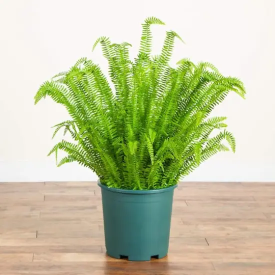 4ft. UV Resistant Artificial Boston Fern Plant with Real Touch Leaves (Indoor/Outdoor) {6}