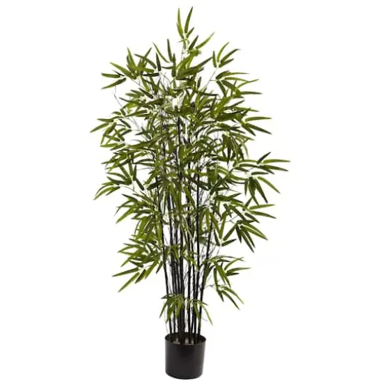 4ft. Potted Black Bamboo Tree {1}
