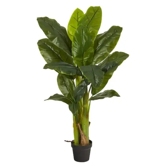 4ft. Potted Triple Stalk Banana Tree {1}