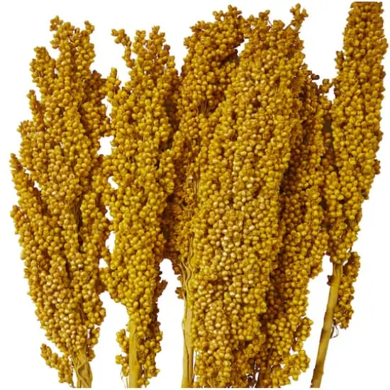 Dried Corn Maize Natural Foliage with Long Stems Yellow {3}