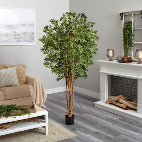 6ft. Potted Japanese Maple Silk Tree {5}