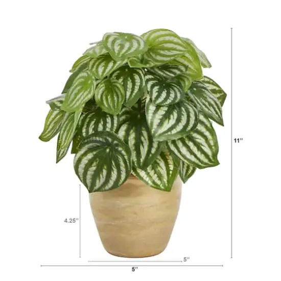 11" Watermelon Peperomia Plant in Ceramic Planter {3}