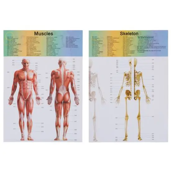 Toy Time Human Anatomy Model for Laboratory Learning {9}