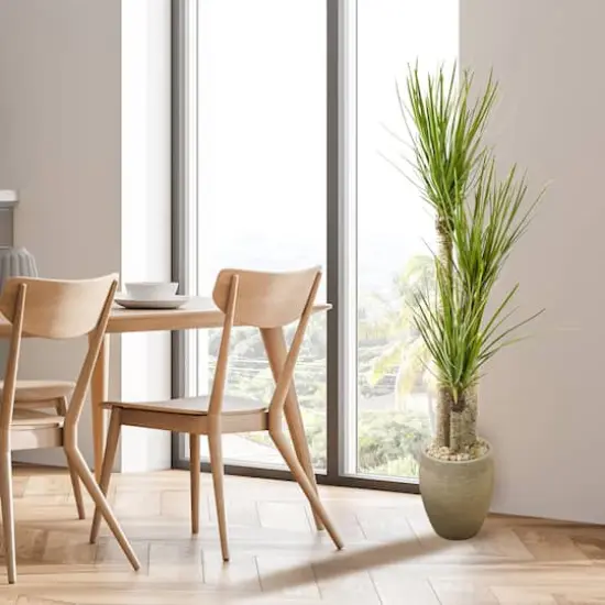 5ft. Yucca Tree In Sand Colored Planter {3}