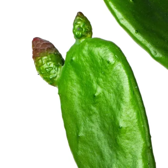 3ft. Potted Green Cactus {4}