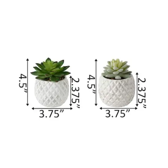 Flora Bunda&reg; 4.5" Succulent in Pineapple Pot, 2ct. {3}