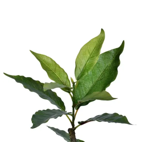 5ft. Potted Artificial Green Nandina Tree {4}