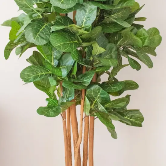 7ft. Potted Fiddle Leaf Fig Tree {4}