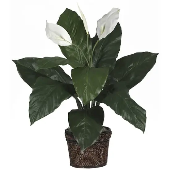 2ft. Peace Lily in Coiled Rope Wicker Planter {1}