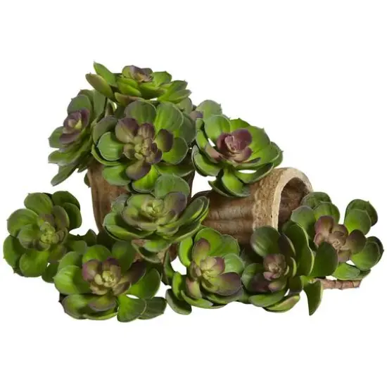 Green Echeveria Succulent Pick, 12ct. {1}