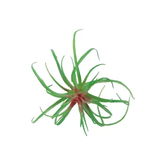 Flora Bunda&reg; Air Plant Succulent Pick, 6ct. {1}