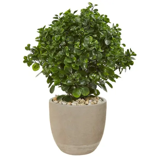 2.5ft. Peperomia Plant in Sand Stone Planter {1}