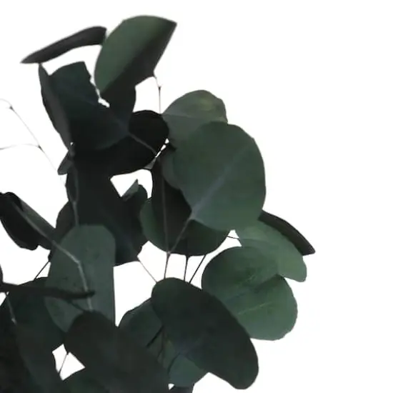 24" Dark Green Silver Dollar Eucalyptus by Ashland&reg; {4}