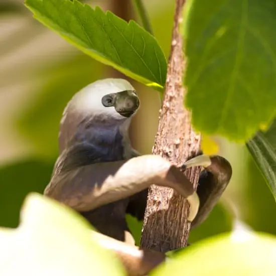 Safari Ltd&reg; Two-Toed Sloth Toy {4}