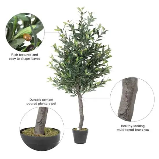4ft. Potted Olive Tree {7}