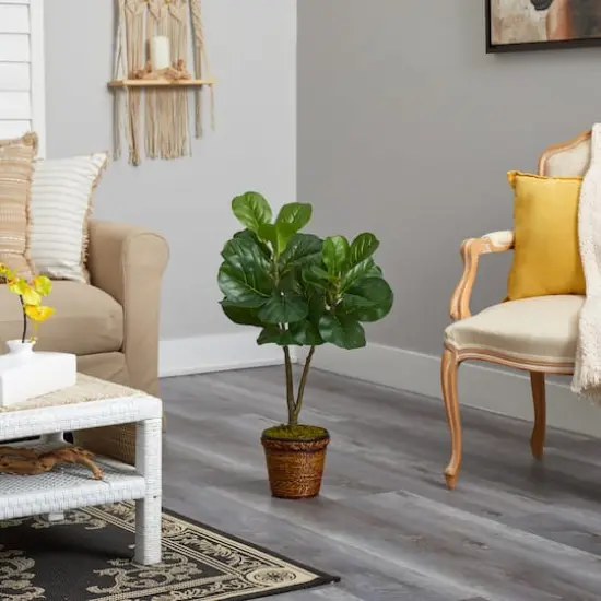 2.7ft. Fiddle Leaf Fig Tree in Basket {5}