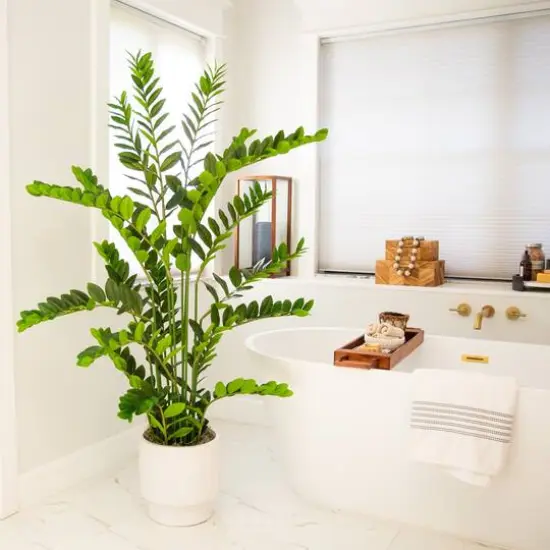 5ft. Artificial Zamioculcas Plant {8}