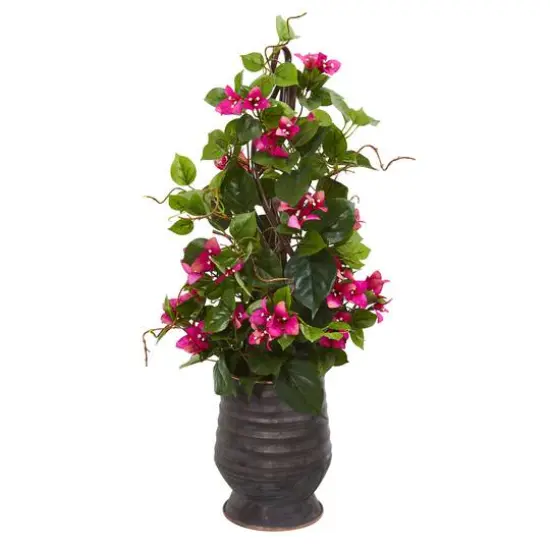 2.5ft. Bougainvillea Climbing Plant in Ribbed Planter {1}