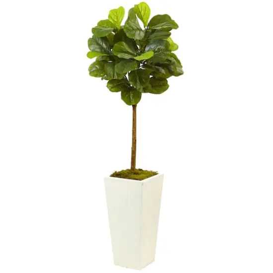 4.5ft. Fiddle Leaf Fig in White Planter {1}