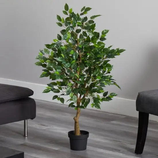 3.25ft. Potted Ficus Tree {4}