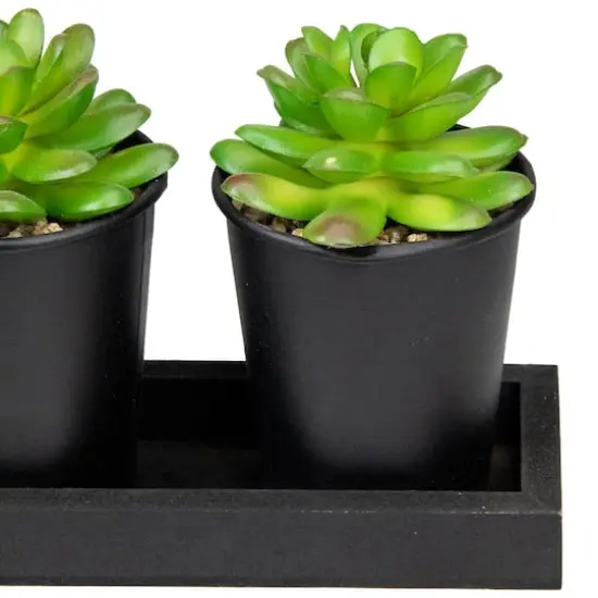 10" Potted Succulents with Wood Planter Set {5}