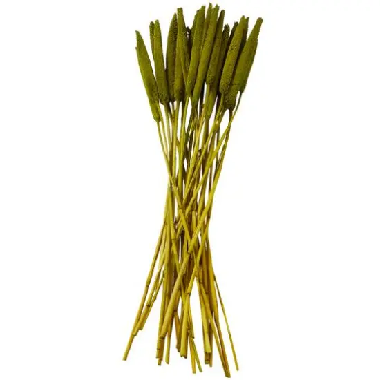 Dried Plant Bunny Tail Natural Foliage with Long Stems Assorted {5}