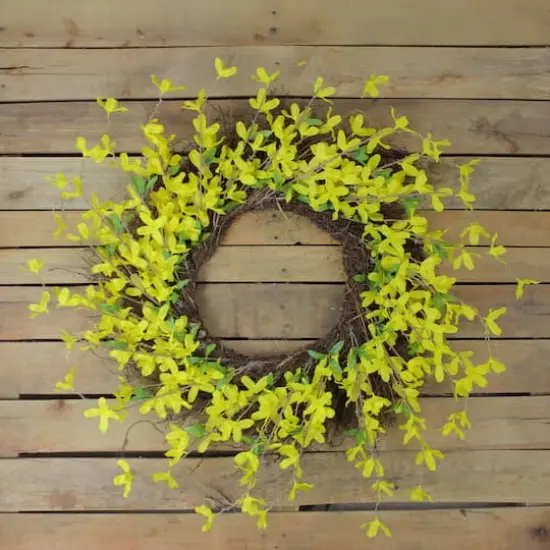 24" Yellow Forsythia & Grapevine Wreath {4}