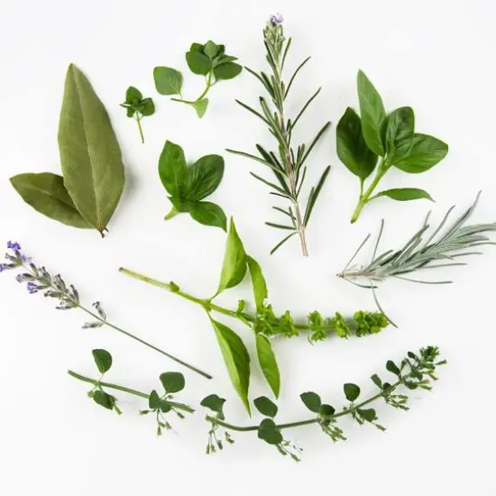 makesy Essential Oil Discovery Kit {3}