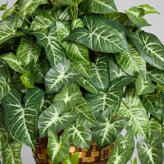 2ft. Arrowhead Plant Hanging Basket {5}