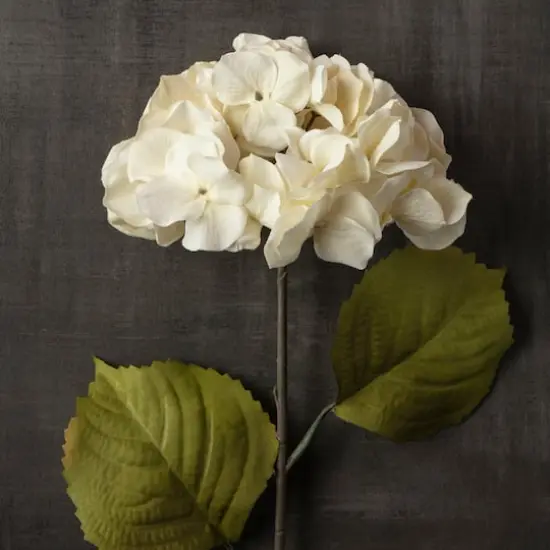 Cream Hydrangea Stem by Ashland&reg; {3}