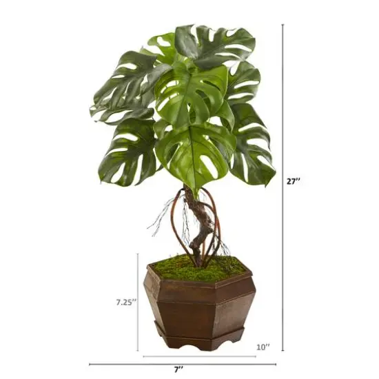 2.5ft. Monstera in Decorative Planter {3}