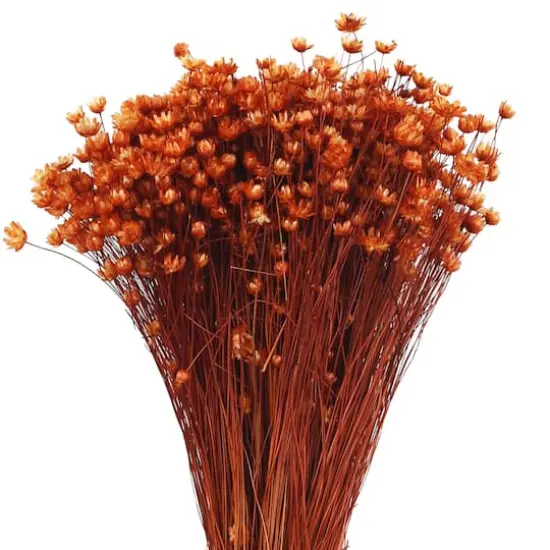 14" Burnt Orange Dried Campo Flower Bunch by Ashland&reg; {3}