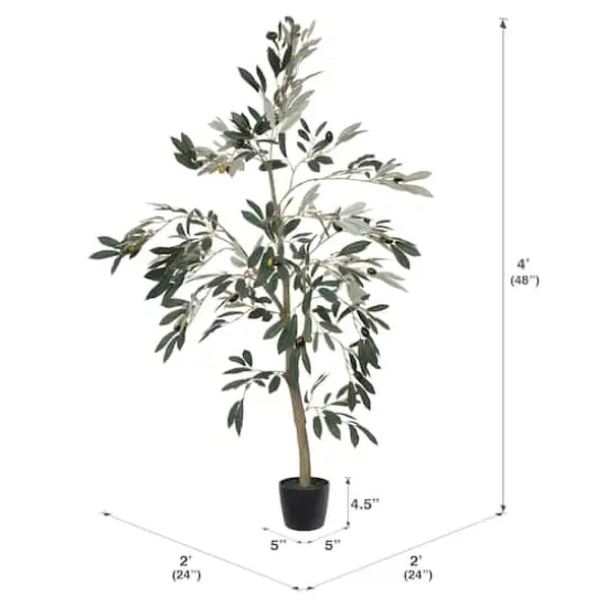 4ft. Potted Olive Tree {5}