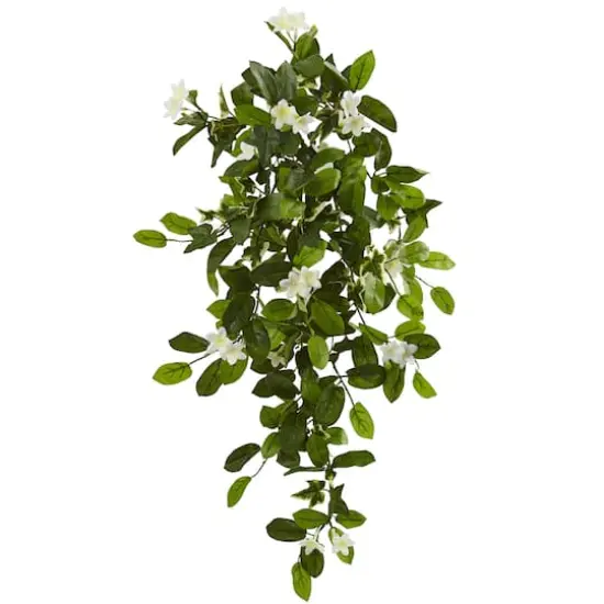 Hanging Mixed Stephanotis & Ivy Plant, 4ct. {1}