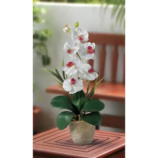 21" Moth Orchid Flower Arrangement in Ceramic Pot White {3}