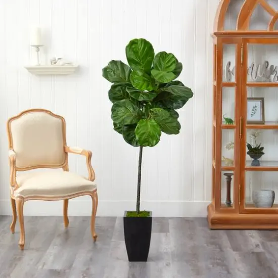 4.5ft. Fiddle Leaf Tree in Black Metal Planter {4}